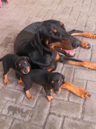 Filhote de Doberman FÊMEA