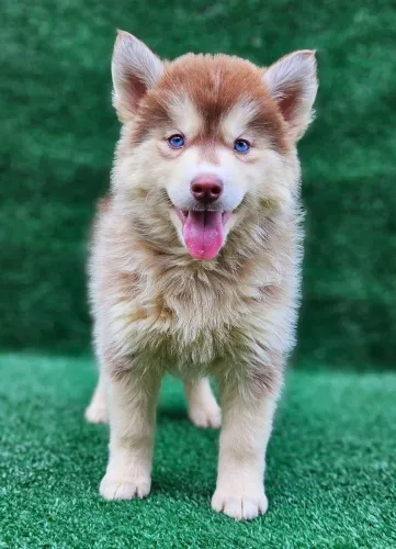 Husky siberiano com PEDIGREE ALKC ja vacinados, ja desvermífugados