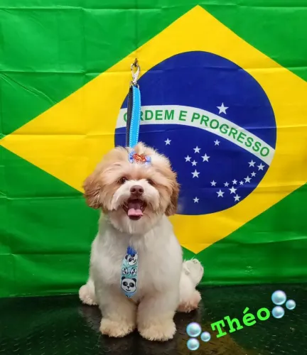 Shih tzu procura namorada fêmea mesma raça