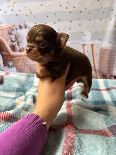 Filhote de chihuahua macho chocolate