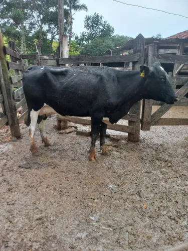 2 vaca leiteiras com 32 kg de leite 