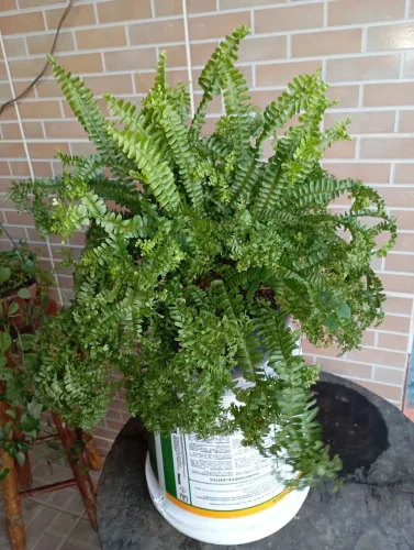 Plantas e sementes