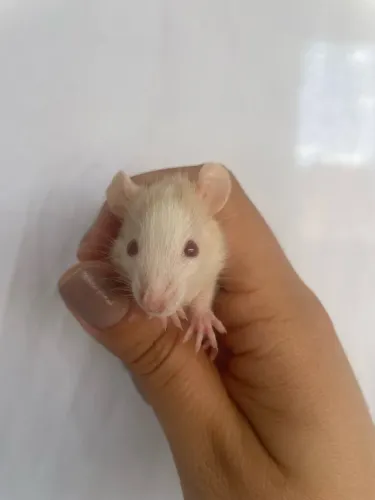 Rato Twister 