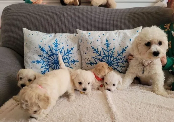 Poodle Toy | Mais carinho para seus dias