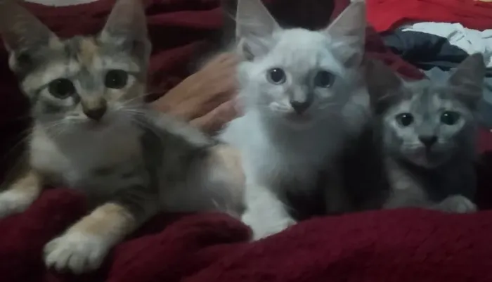 Gatos para adoção