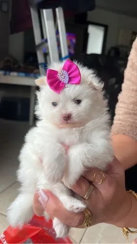 Filhote Lulu da pomerania 