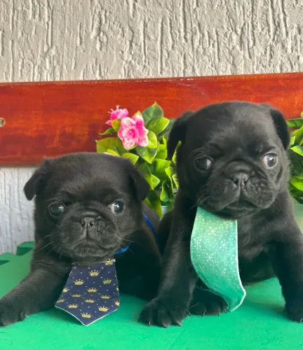 Pug macho preto com pedigree