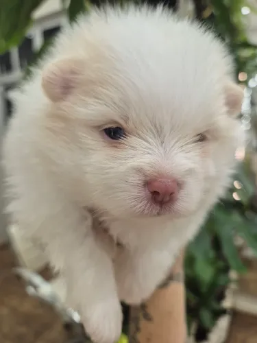 Lulu da Pomerânia 