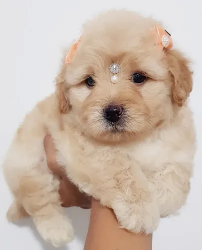 Poodle Toy Mini Fêmea 