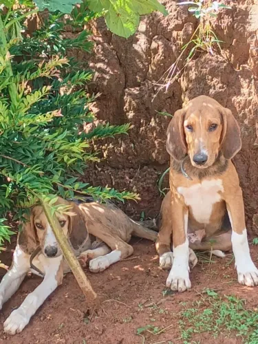 Cachorro raça Foxhound Brasileiro puro de 6 meses.
