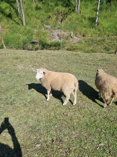 Reprodutor carneiro Texel