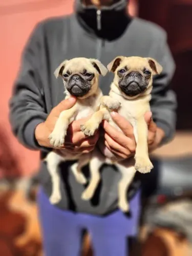 Pug,Pug Filhote Selecionado Alta Procedência