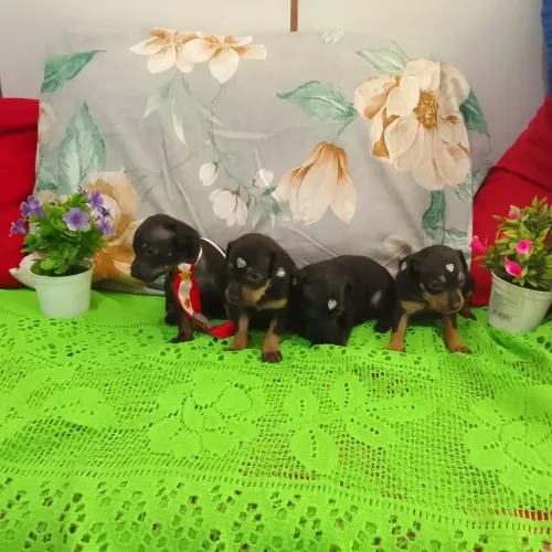 Filhotes de Pinscher N1
