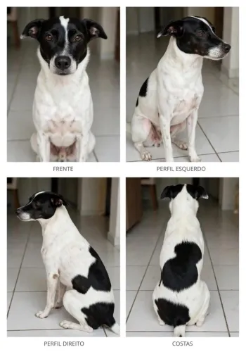 Procura-se Cachorro perdido! PAGAMOS ÓTIMA RECOMPENSA PARA QUEM ACHAR