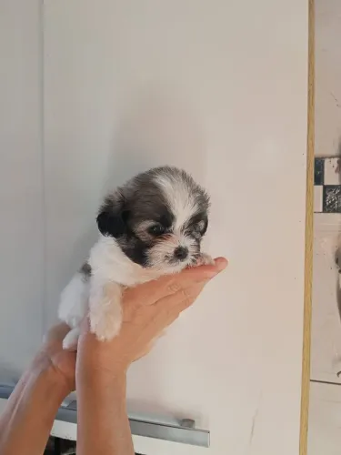 Filhote de Shih tzu 