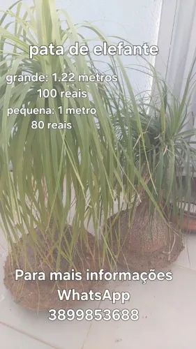 Pata de elefante