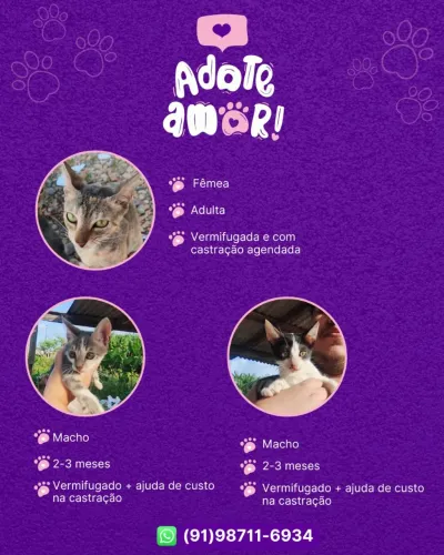 Gatinhos para adoção em Belém/PA