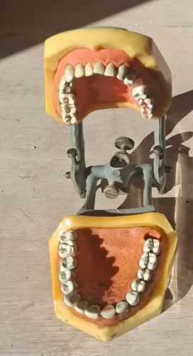 Manequim odontológico