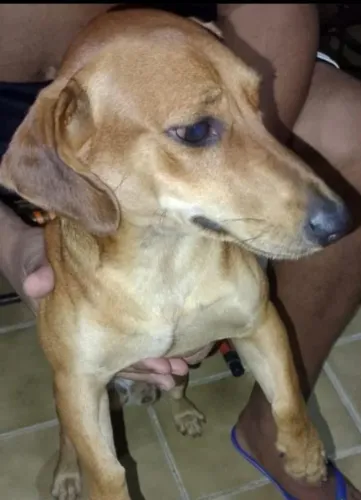 Doação Responsável para cachorrinho 