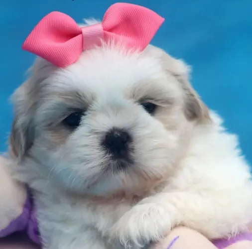 Shih tzu fêmea 