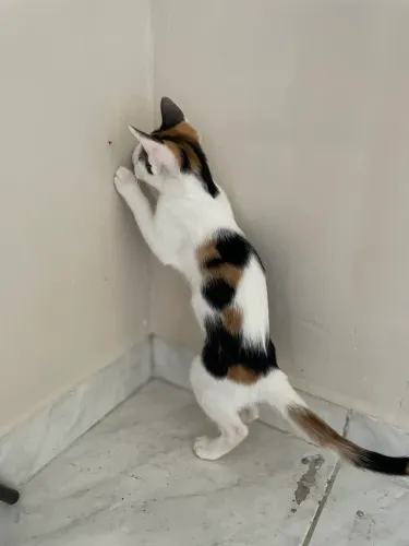 Gatinha fêmea 5 meses 