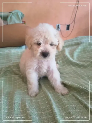 Filhote poodle Médio