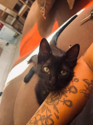 Doação gatinho macho