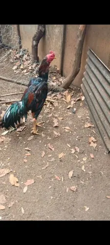 Galo indio