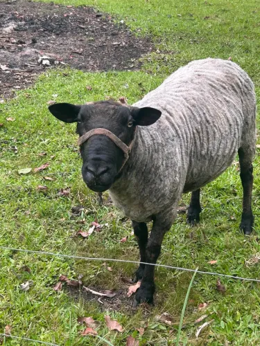 Vendo Carneiro 5 anos