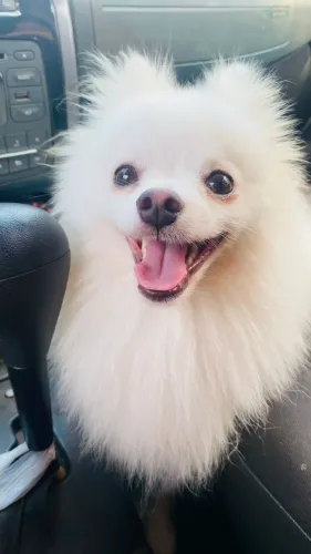 Spitz alemão macho