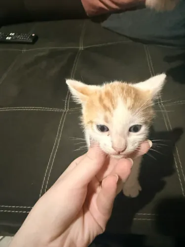 Gatinhos para adoção (machos)