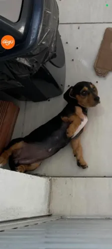 Filhote salsicha Dachshund fêmea 2 meses