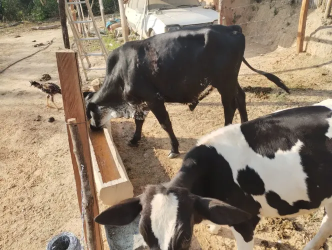 Bezerra Jessy e bezerro girolando