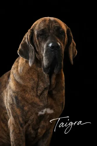 Filhotes de Fila Brasileiro com pedigree CBKC 