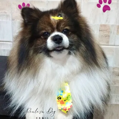 Spitz Alemão machos pra cruza