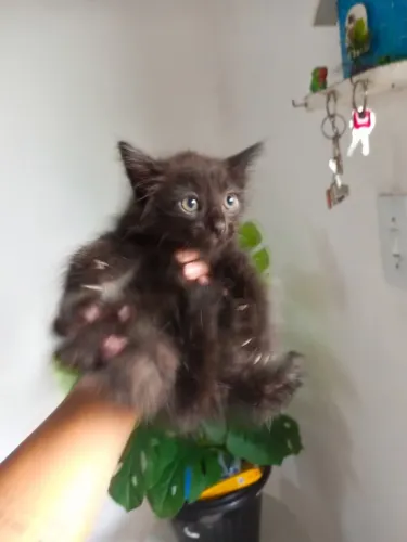 Gatinhos