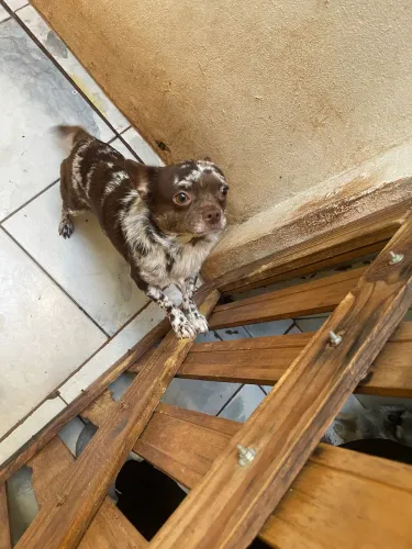 Chihuahua exótico