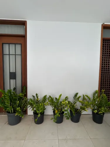Planta Zamioculca
