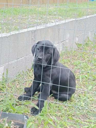 Filhote de Cane Corso Italiano - Último disponível - Canil Império del Corso