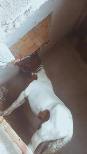 Cavalo Pampa