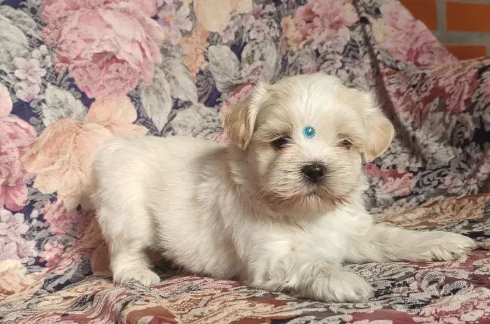 Lhasa macho e fêmea disponível 