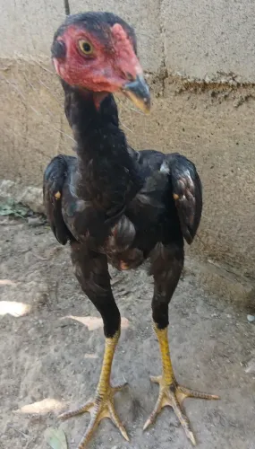 Frango indio 