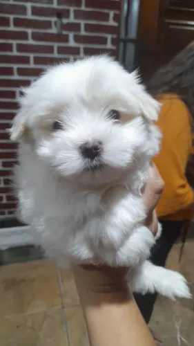 Filhote maltês, Quem precisa de um despertador quando se tem um filhote animado?