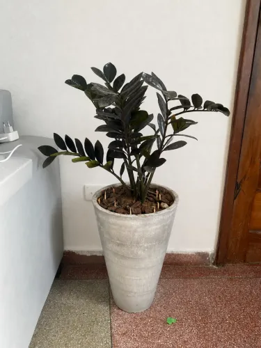 Zamioculca Black- Deixo Hoje/Aceito Cartão
