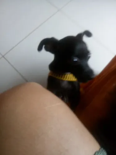 Pincher 0 femea 5anos mocinha