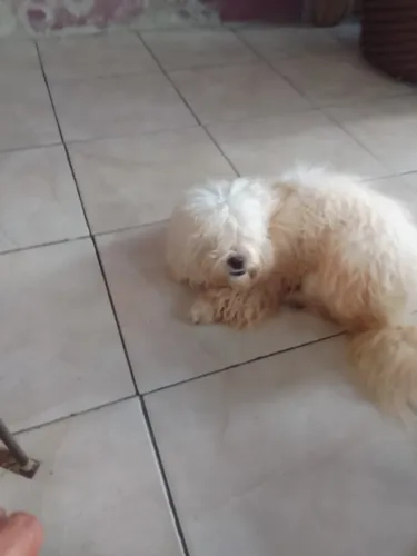 Verde_se um cachorro pools