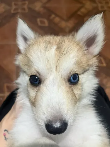 Husky siberiano fêmea 450,00