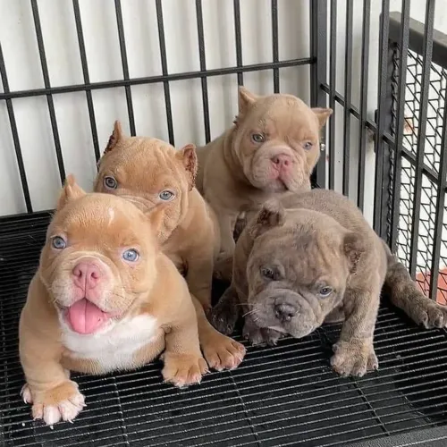 American Bully - Um Pedacinho Do Seu Com Patinhas