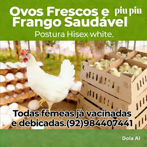 Pintinhos de poedeira  Hisex withe(branca)