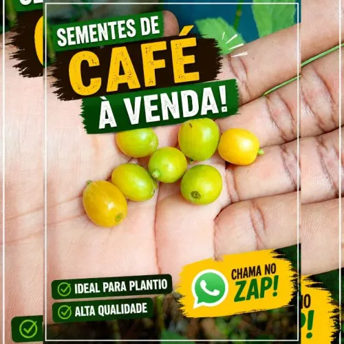 14 Sementes de Conilon(Café Premium)